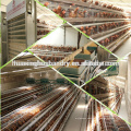 High quality automatic Chinese farm fresh chicken eggs